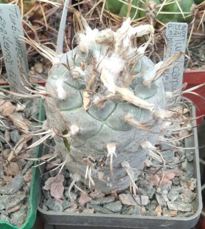 Turbinicarpus macrohele v. frailensis -El Fraile- Piltz- cube-6cm-