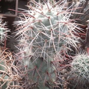 Tephrocactus geometricus JN1014 -верхній пагін-