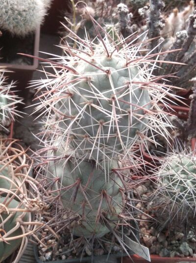 Tephrocactus geometricus JN1014 -верхній пагін-