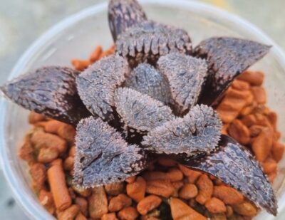 Haworthia "YOROI" - Зображення 2
