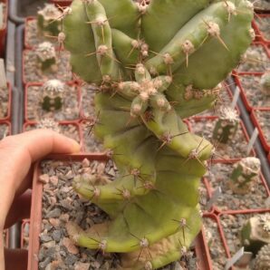 Cereus jamacaru f. spiralis -cube-9cm-