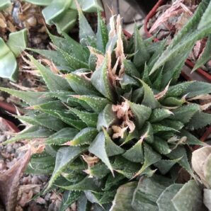 Нaworthia magnifica v. maraisii - пагін-