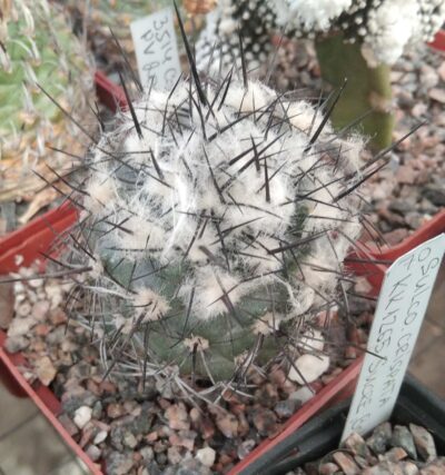 Copiapoa dealbata PV2045 -прихована підщепа-