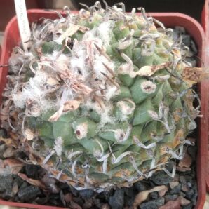 Turbinicarpus spec. Negrito- cube-7cm- біля 20 років-