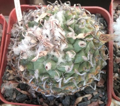 Turbinicarpus spec. Negrito- cube-7cm- біля 20 років-