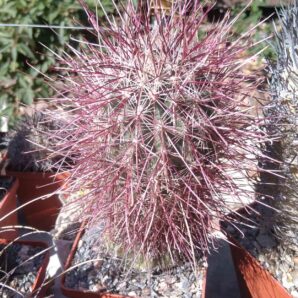 Sclerocactus polyancistrus VZD660 -cube-9cm-щепа на потужний Тrichocereus- | 93