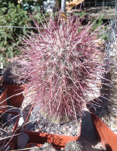 Sclerocactus polyancistrus VZD660 -cube-9cm-щепа на потужний Тrichocereus-