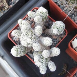 Mammillaria gracilis -cube-7cm-