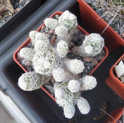 Mammillaria gracilis -cube-7cm-