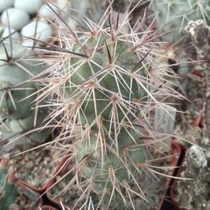 Tephrocactus alexanderi-geometricus v. intermedius REPP87 - крупний пагін-