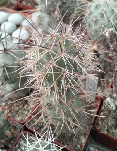 Tephrocactus alexanderi-geometricus v. intermedius REPP87 - крупний пагін-