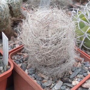 Neoporteria senilis -cube-6cm-