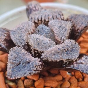 Haworthia "YOROI"