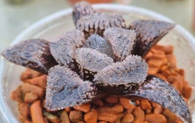 Haworthia "YOROI"