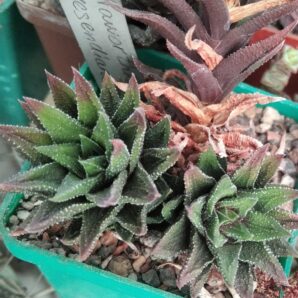 Нaworthia resendіana- пагін-