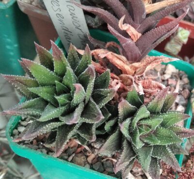 Нaworthia resendіana- пагін-
