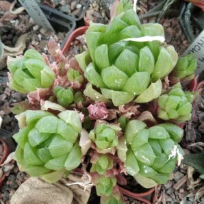 Нaworthia cymbiformis v. incurvula -пагони-