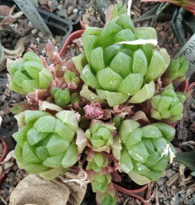 Нaworthia cymbiformis v. incurvula -пагони-