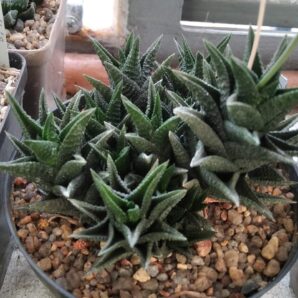 Нaworthia scabra x nigra -пагони-