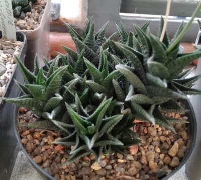 Нaworthia scabra x nigra -пагони-
