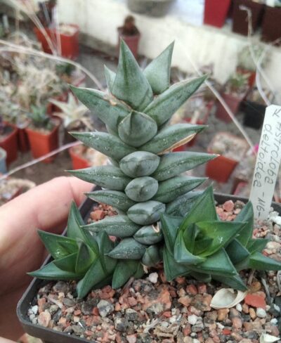 Astroloba deltoidea -Mesa Garden-super clone!-прод. пагони- - Зображення 2