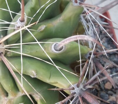 Ferocactus wislizenii v. herrerae SB1867 -cube-8cm- монстроза!- - Зображення 2