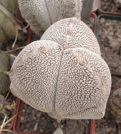 Astrophytum cv."Onzuka"- cube-6cm- 3 ribs-