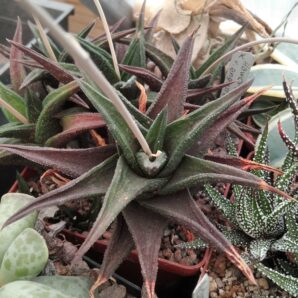 Нaworthia nigra v. angustifolia -пагони-