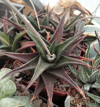 Нaworthia nigra v. angustifolia -пагони-