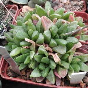 Нaworthia rodinii -Plapp- пагони-