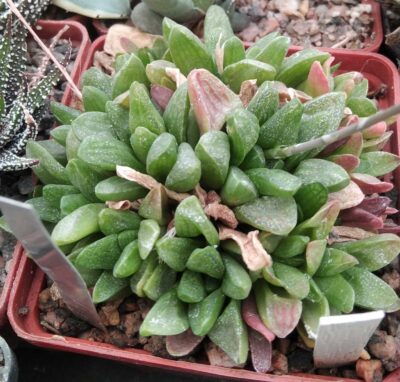 Нaworthia rodinii -Plapp- пагони-