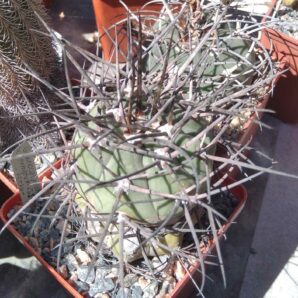 Gymnocalycium armatum -Paichu- щепа на потужний Trichocereus pasacana-