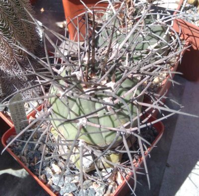 Gymnocalycium armatum -Paichu- щепа на потужний Trichocereus pasacana-