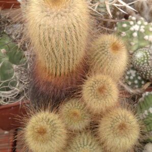 Eriocactus leninghausii -cube-9cm-collection-