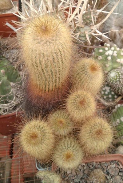 Eriocactus leninghausii -cube-9cm-collection-