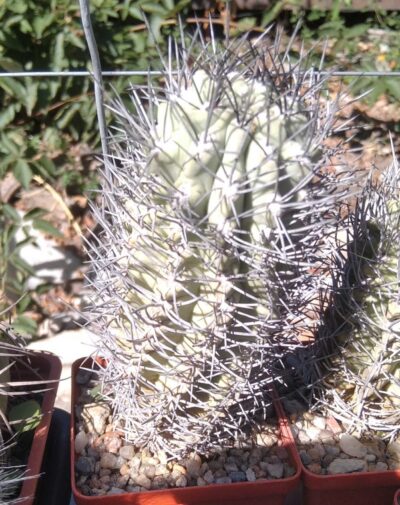 Neochilenia paucicostata -blue form- cube-8cm- 25+years-