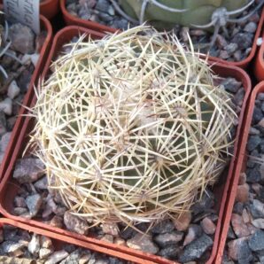 Coryphantha retusa -cube-6cm-