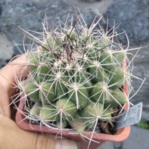 Thelocactus garsia PAR167 -San Miguel de Valdo- cube-9cm- 20years-