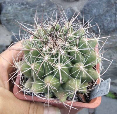 Thelocactus garsia PAR167 -San Miguel de Valdo- cube-9cm- 20years-