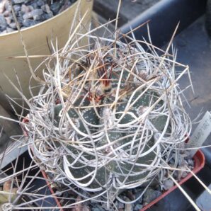 Astrophytum senile -cube-8cm-15years-
