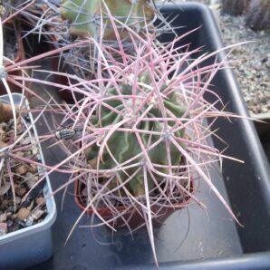 Echinocactus parryi -Samalayuca- cube-7cm-grafted-