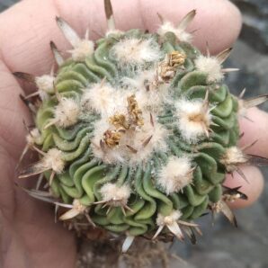 EFC phyllacanthus JO42 -(anfractuosus) -5.5cm-