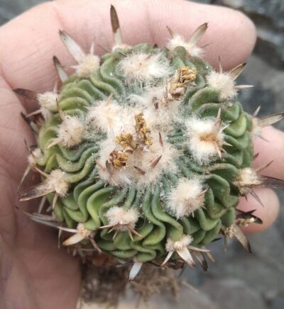 EFC phyllacanthus JO42 -(anfractuosus) -5.5cm-