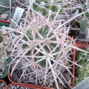 Echinocactus polycephalus -cube-7cm- grafted-