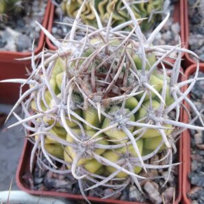 Gymnocalycium mostii -cube-6сm-