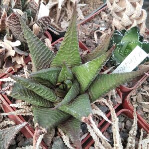 Нaworthia limifolia -Uhlig- big form-
