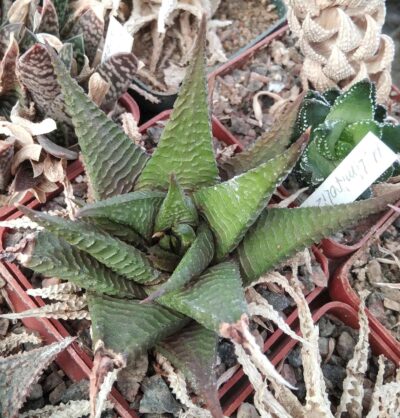 Нaworthia limifolia -Uhlig- big form-