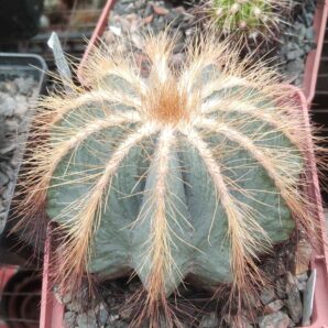 Eriocactus magnificus -super blue form-cube-9cm-