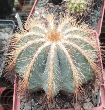Eriocactus magnificus -super blue form-cube-9cm-