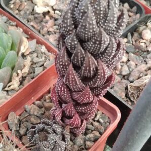 Нaworthia reinwardtii -I.Bruer-cube-5cm-